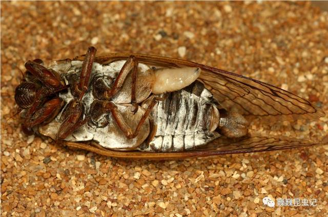 【虫趣点滴】知了看了心里苦,细数那些寄生蝉的昆虫