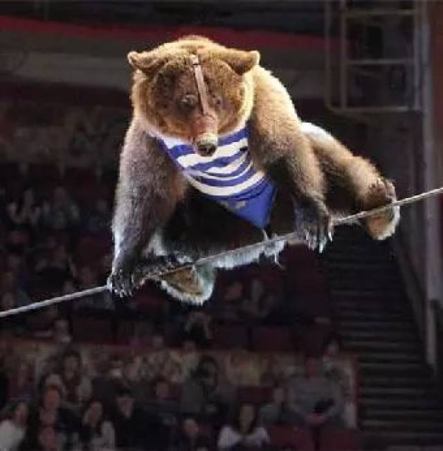 12月2日【皇家马戏团】空降遂川!