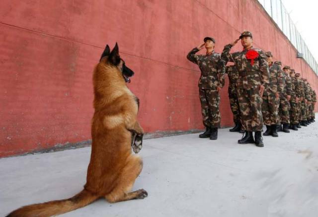 退役军犬飞虎图片