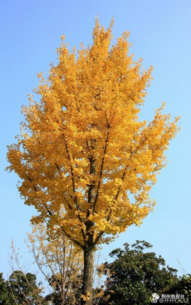 荆州也有"银杏谷",9大银杏观赏点你都知道吗?马上约!