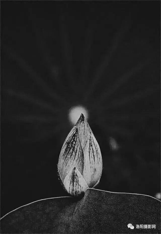 你绕过阳光 投影我心房 从此 牵手在清风里 出神凝望 荷蕾的唯美 小小