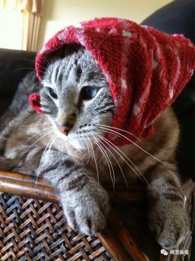 我们都是来自喵星的小村姑,看我们的头巾美丽不?