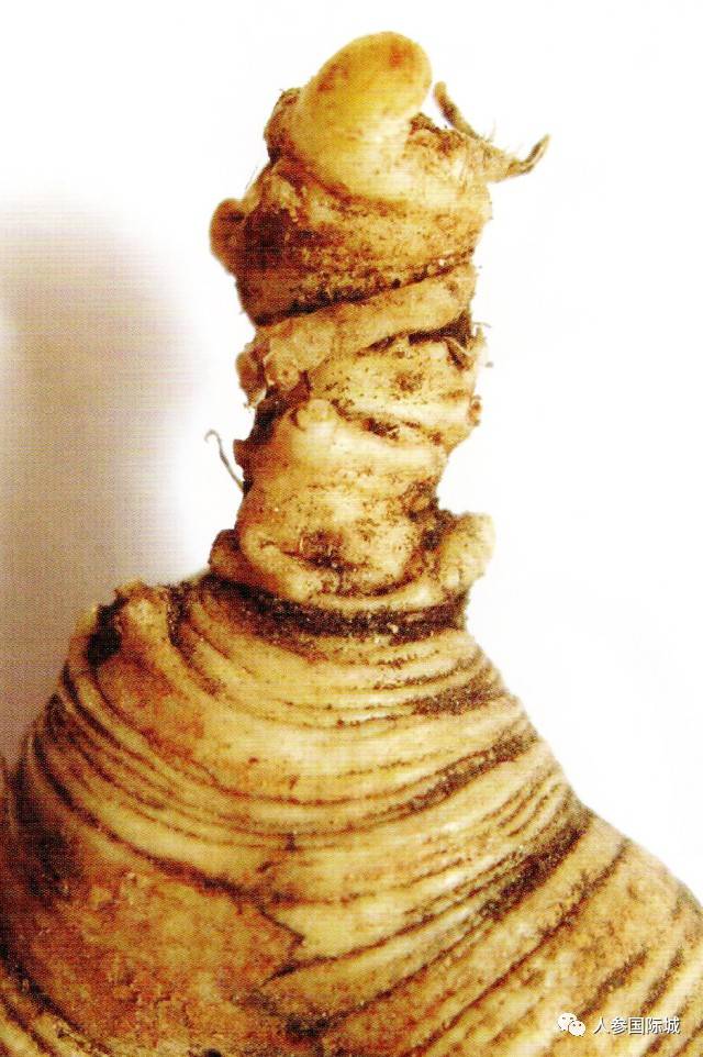 这些参芦必须懂!