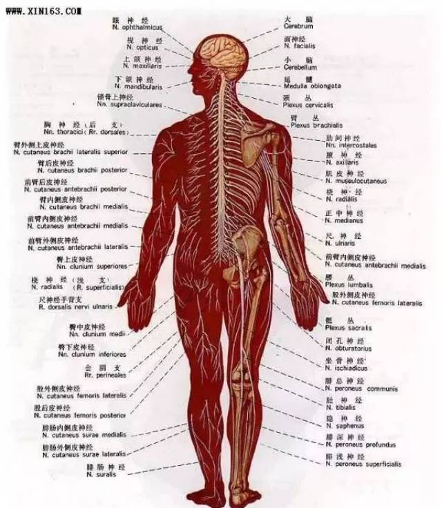 史上最全的人體解剖全圖!