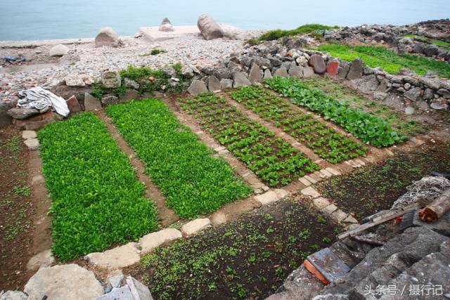 看,这一块块的菜园,就像我们玩的游戏"开心农场"样,除了食用,也是一种