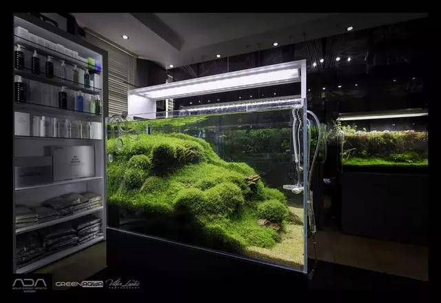 家居水景丨天野尚草缸作品展,世界上最干净的鱼缸