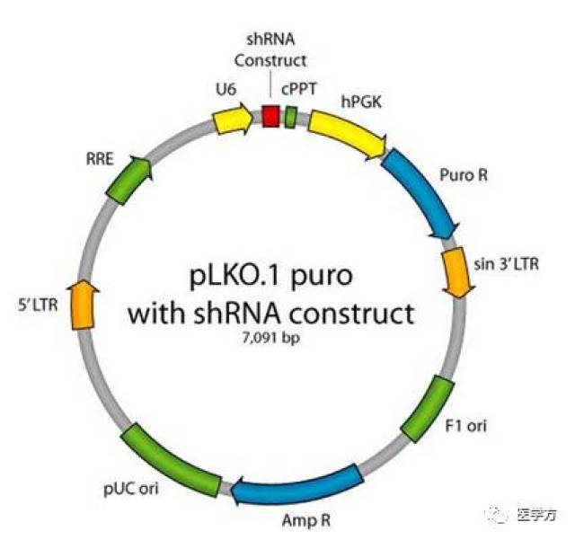 分子克隆的正確打開方式 | 質粒敲減及雙酶切方案(四)