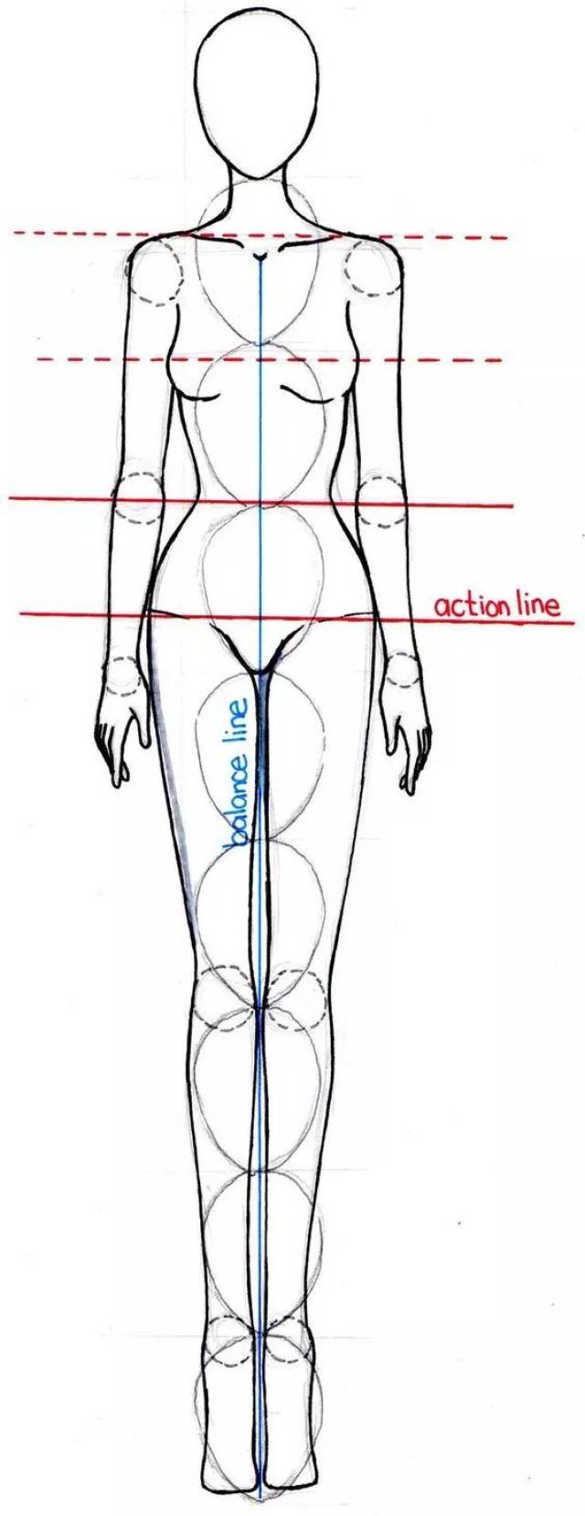依手腳、軀幹等部位區分解說！人體骨骼和肌肉的繪圖指南| 漫畫插畫技法大補帖, image size:640x1658