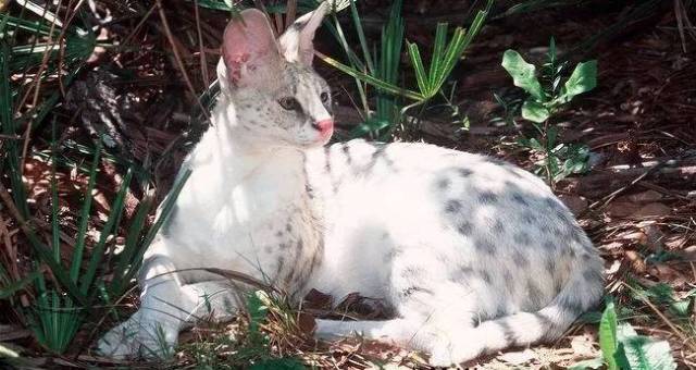 喜欢薮猫的,你准备好对抗跳杀了么?