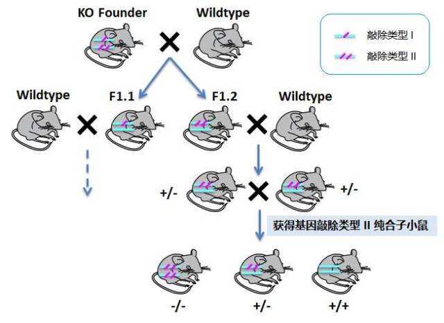 【小鼠大学问】养小鼠你要知道的那些事(三:基因工程小鼠繁育方案