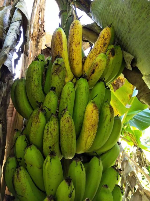 自然熟,不套袋,沐浴自然阳光自然生长的香蕉预售