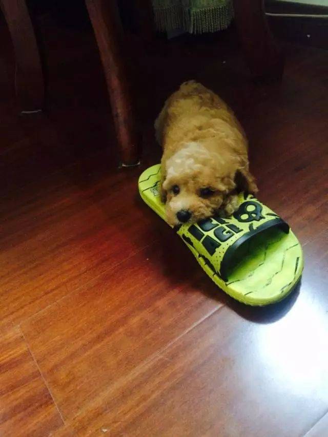 养狗的人,大概在狗狗小的时候开始,说的最多的就是这句话.