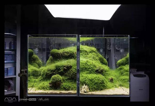 家居水景丨天野尚草缸作品展,世界上最干净的鱼缸