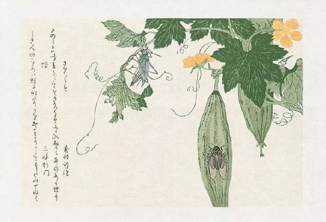 喜多川歌麿| 他不仅爱美女，草木昆虫他也喜欢_搜狐网