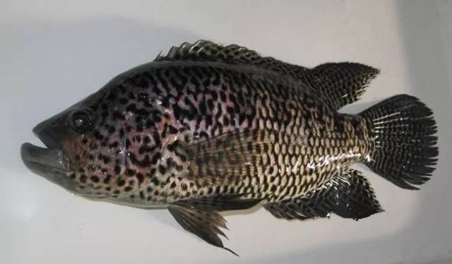 每天认识一种鱼72丨淡水石斑鱼水中花老虎潜力大无穷