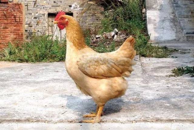 一只鸡最幸福的事就是被广西人吃掉