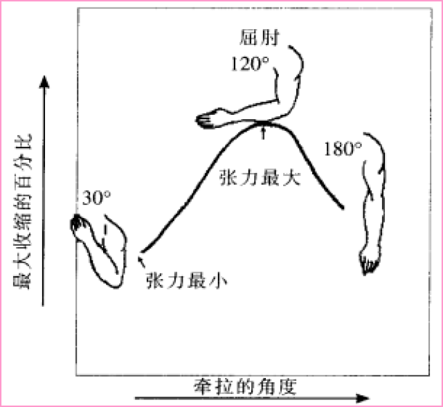 等张收缩运动图片