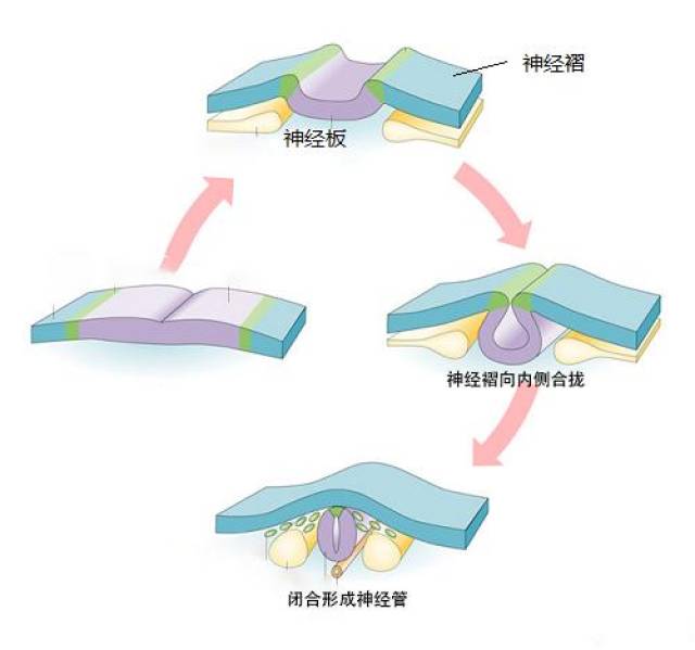 神经管以后会分化