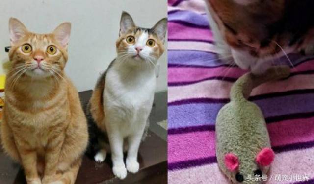 玩具滑进茶几只有它能捡,胖猫们站一排致敬