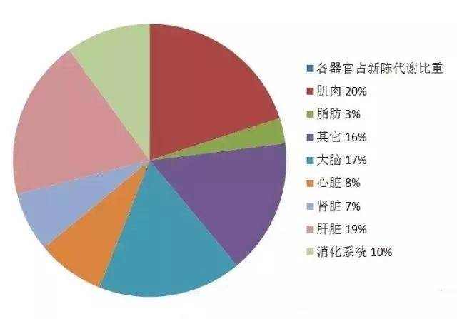 人体器官消耗新陈代谢比列