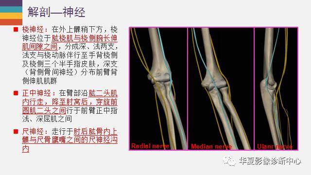 肘關節的解剖太詳細了!