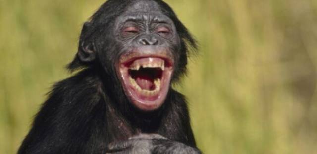 黑猩猩笑得露出的牙齿.