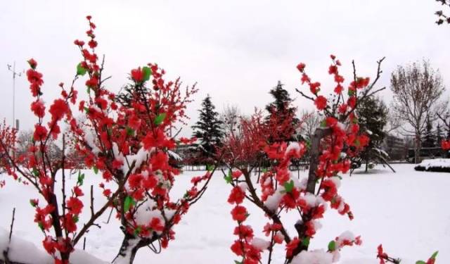 冰中花,雪中梅,凌霜傲寒,美得肆无忌惮!