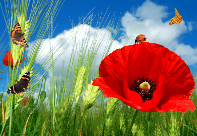 12月4日民俗宜忌与乙丑日个性