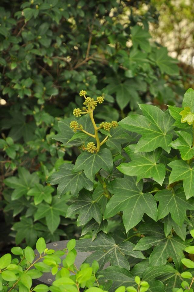 熊掌木(熊掌木价格)