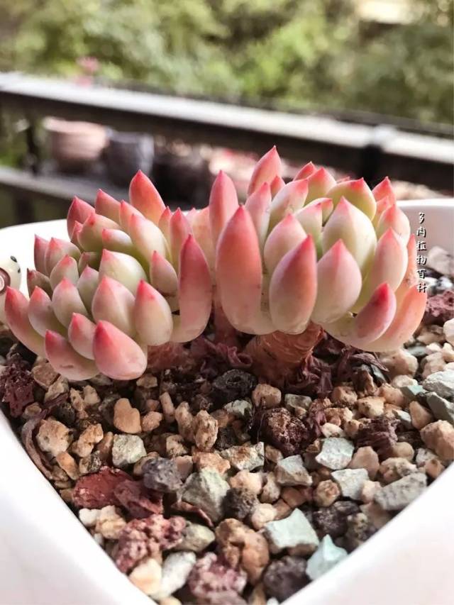 遇见多肉,遇见爱情,你就是我最大的幸运!