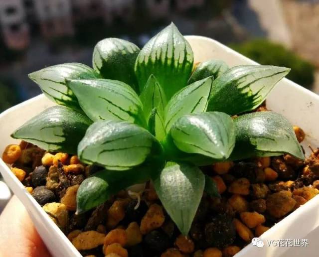 1寿【西瓜寿】6.5cm 0起30加 来自洁 2玉扇【大宇宙】4.