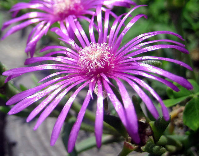 家有多肉盆栽龙须海棠的家庭养护要点