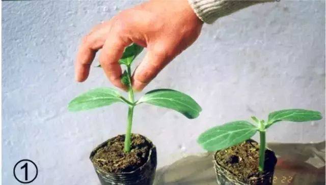 图解西瓜4种嫁接方法!插接,劈接,靠接,芯长接法
