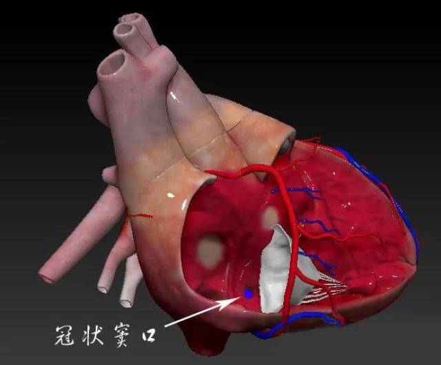 心脏解剖结构图