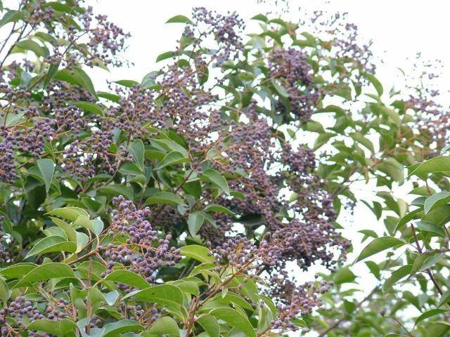 一味补肾滋阴,养肝明目的中药 没想到是这种树的种子!