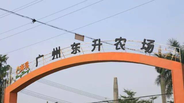 东升农场 杂菜苗用了比较少见的春菊苗,春菊其实和茼蒿菜还有皇帝菜