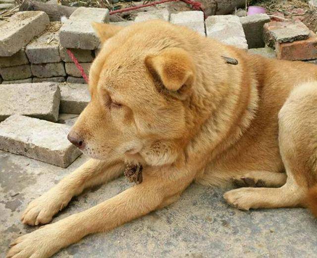 150从老人手里买回土狗,发现是极品五红狗,我却流泪了