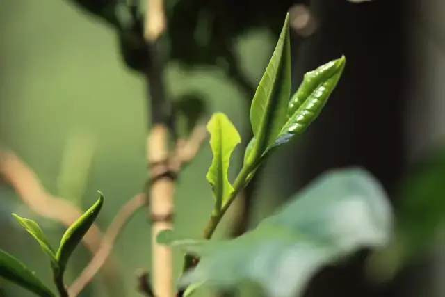 探秘人工发酵普洱茶的前世今生