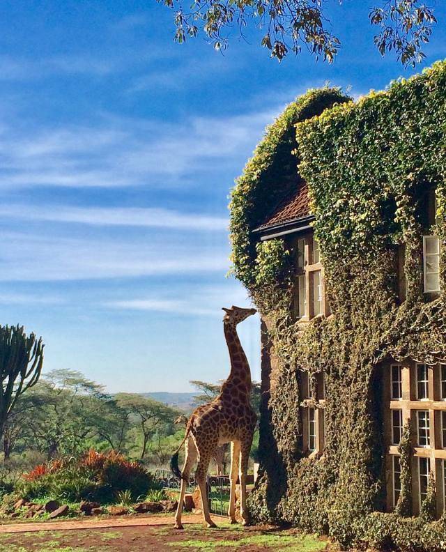 在你睡意朦胧的时候,你的小可爱长颈鹿就会来讨你要食咯.
