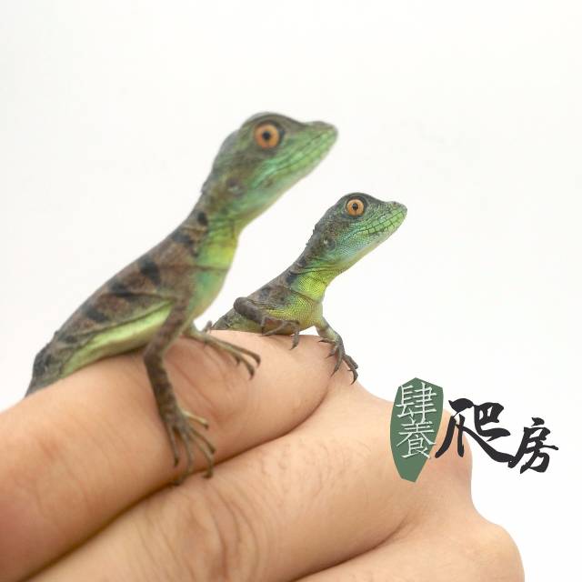 双冠蜥 苗子