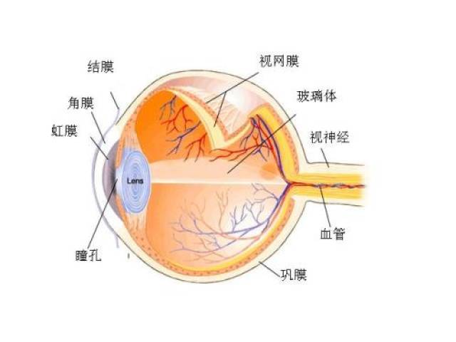 眼管家人的眼睛是由什麼組成的