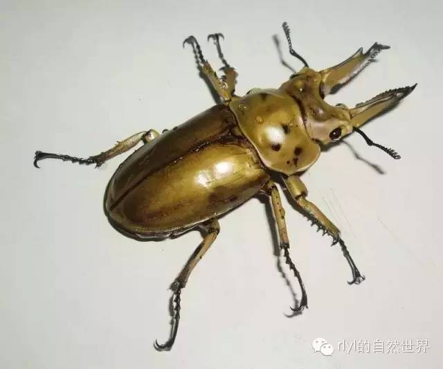 铁甲虫多少钱一只图片