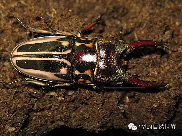 from:爬宠 【甲虫迷】养一只"毛象大兜"吧,绝不会令你失望!