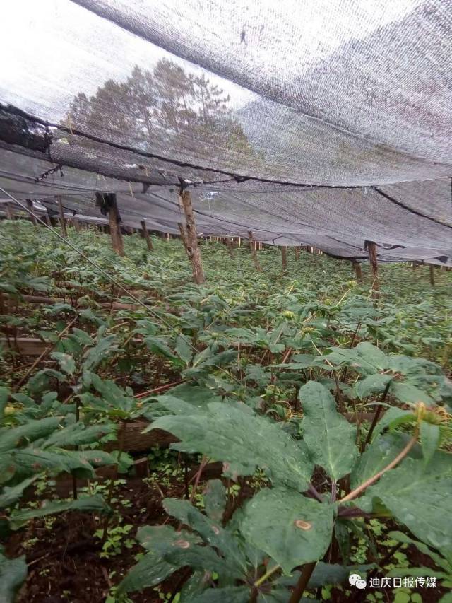 段汝坤的底气更加足了,他带领合作社村民承包土地,系统学习重楼种植