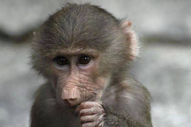 我是小时候正在换毛的狒狒王