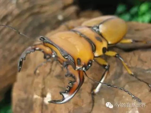 大兜先到这里……甲虫何止这么少,接下来就是锹甲啰~ 中国大锹 from