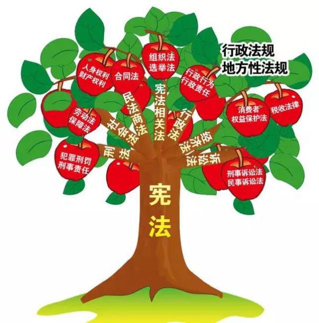 我们的生活并不遥远 如果将法律体系比喻为一棵大树 那么宪法就是树根