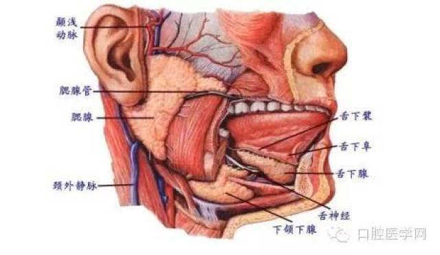 人体口腔腺解剖示意图_手机搜狐网