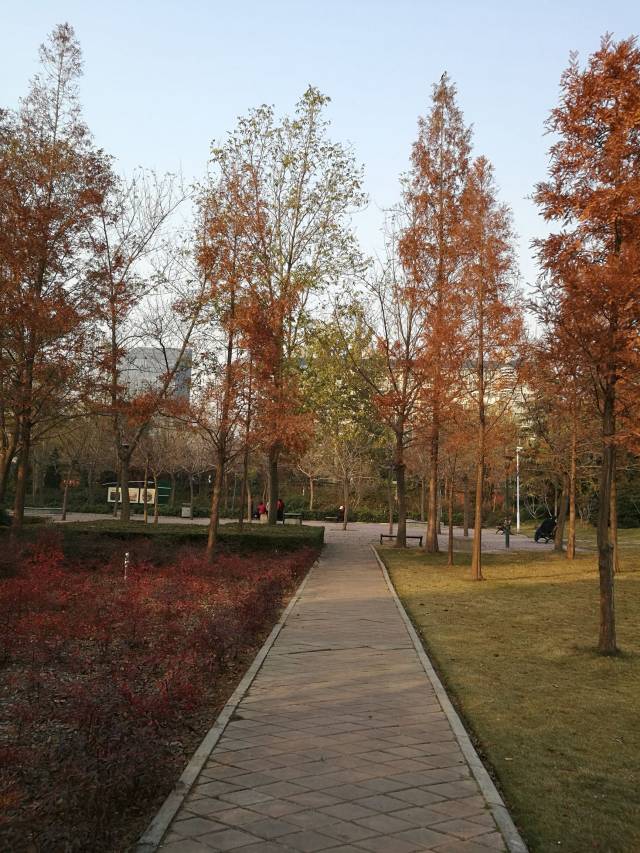 品河南(四)——郑州北环,文化路最适合散步的地方,文化公园