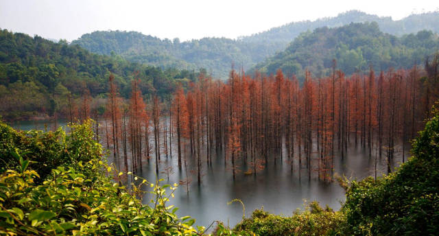 长江水库"长江叠翠"是中山市新十景之一,这里莽莽群山,重峦叠嶂,一望
